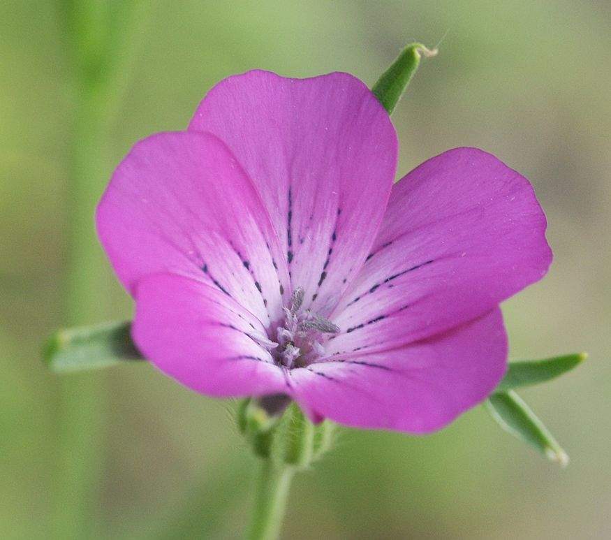  p>麦仙翁(学名: i>agrostemma githago /i> l.