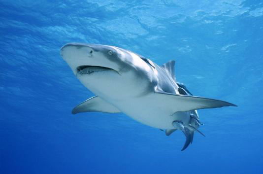  p>鲨鱼属于脊椎动物门软骨纲(chondrichthyes) a target="_blank"