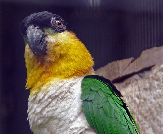  p>黑头凯克鹦鹉(学名:pionites melanocephalus)2种亚种.