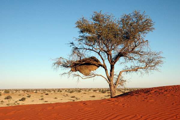  p>卡拉哈里沙漠(kalahari desert),属非洲南部内陆干燥区,也称作"