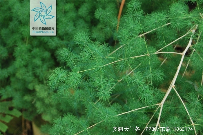  p>多刺天门冬(学名:asparagus myriacanthus)是百合科天门冬属植物.