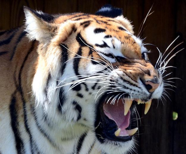  p>华南虎 (拉丁学名: i>panthera tigris amoyensis /i> )是中国特有