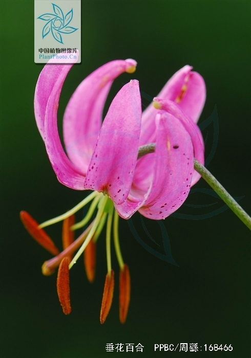  p>垂花百合(学名: i>lilium cernuum /i>  komar.