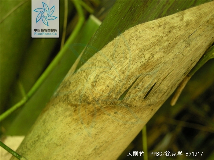  p>大眼竹( a href="#" data-lemmaid="8074290">学名 /a>:bambusa eu