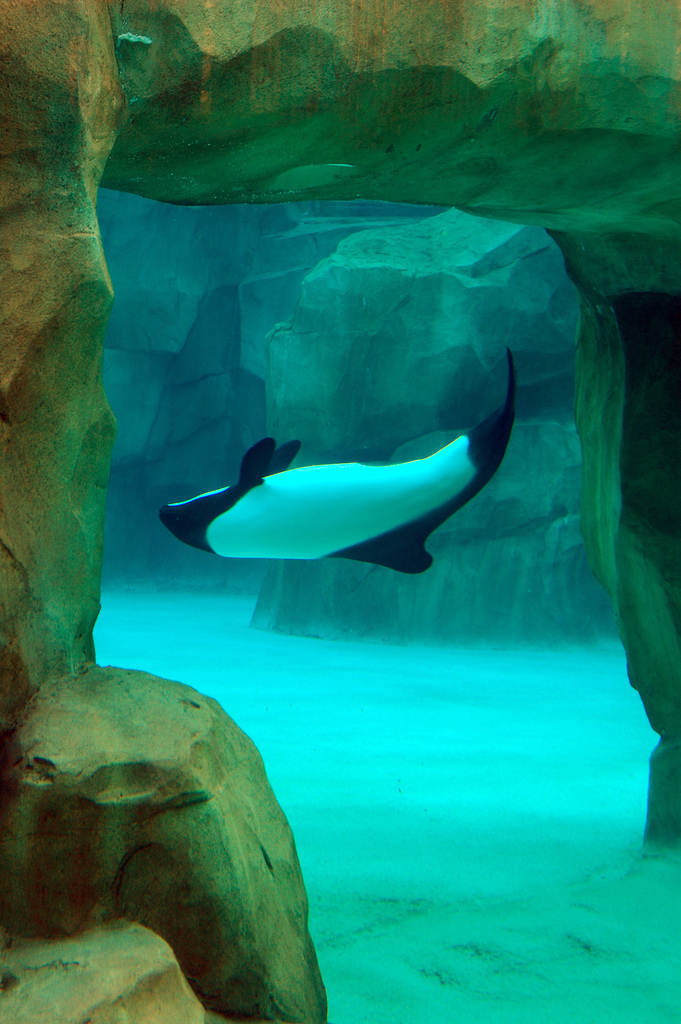  p>花斑喙头海豚是康氏矮海豚的俗称(学名: i>cephalorhynchus