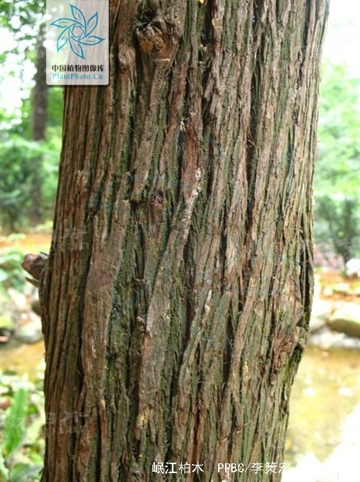  p>岷江柏木(学名: i>cupressus chengiana /i> s. y.
