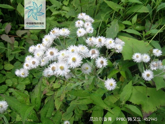  p>尼泊尔香青(学名: i>anaphalis nepalensis /i> (spreng.) hand.
