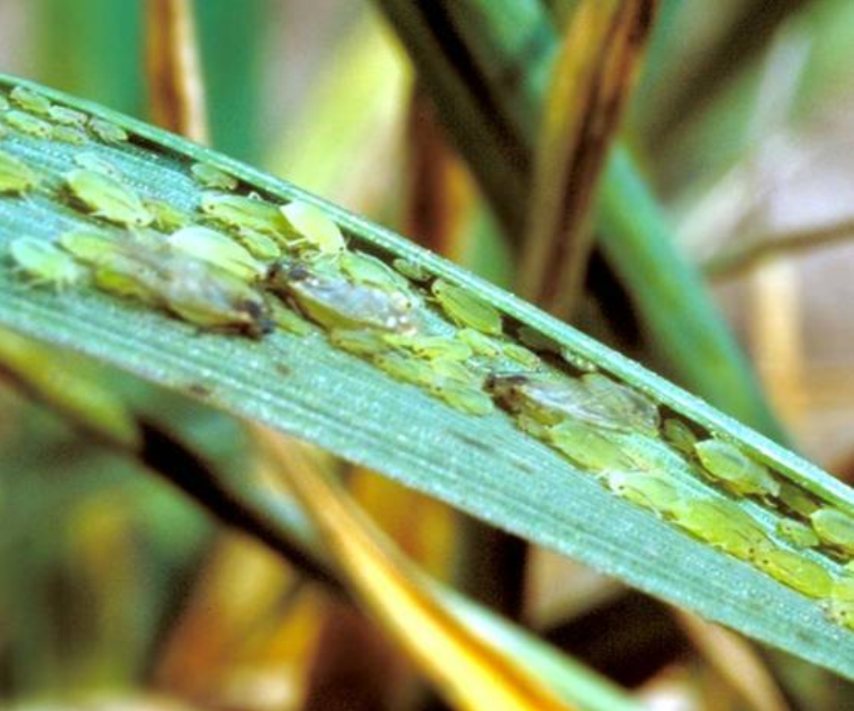  p>禾谷缢管蚜, i>rhopalosiphum padi /i>,为半翅目蚜科缢管蚜属的一