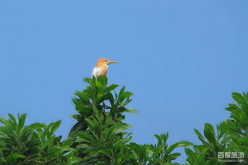  p data-id="gnvgrn1053">"小鸟天堂"又名"鸟的天堂",是一个以独特的