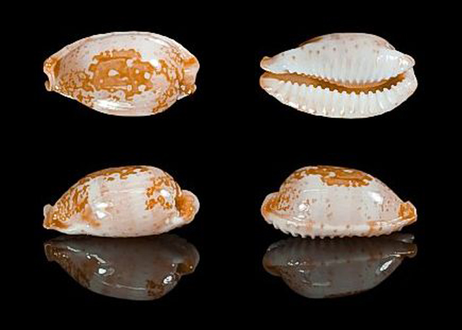 分布于夸贾林环礁,马歇尔群岛. /p>