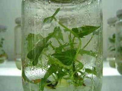 就植物脱毒而言,基本分