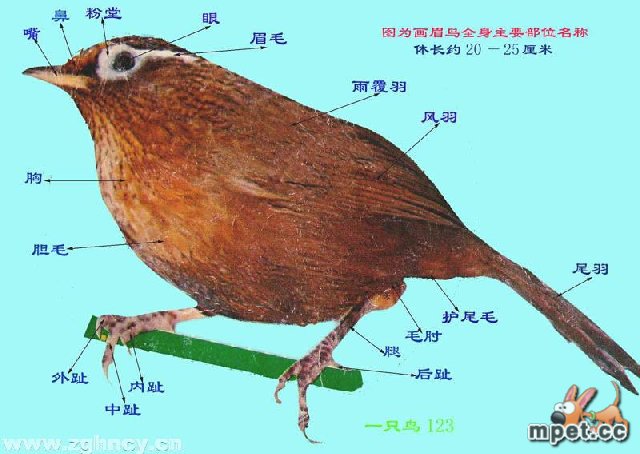 zimmerius gracilipes