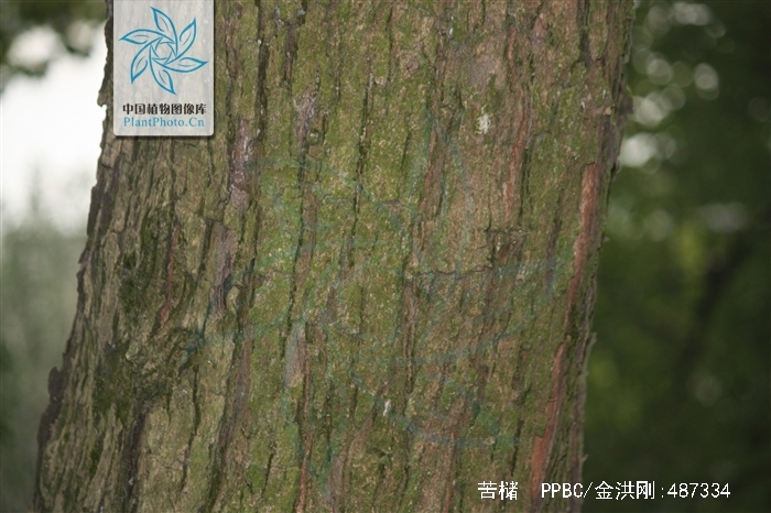 lemmaid="7564250">锥属 /a>乔木,高达15米,胸可达50厘米,树皮浅纵裂