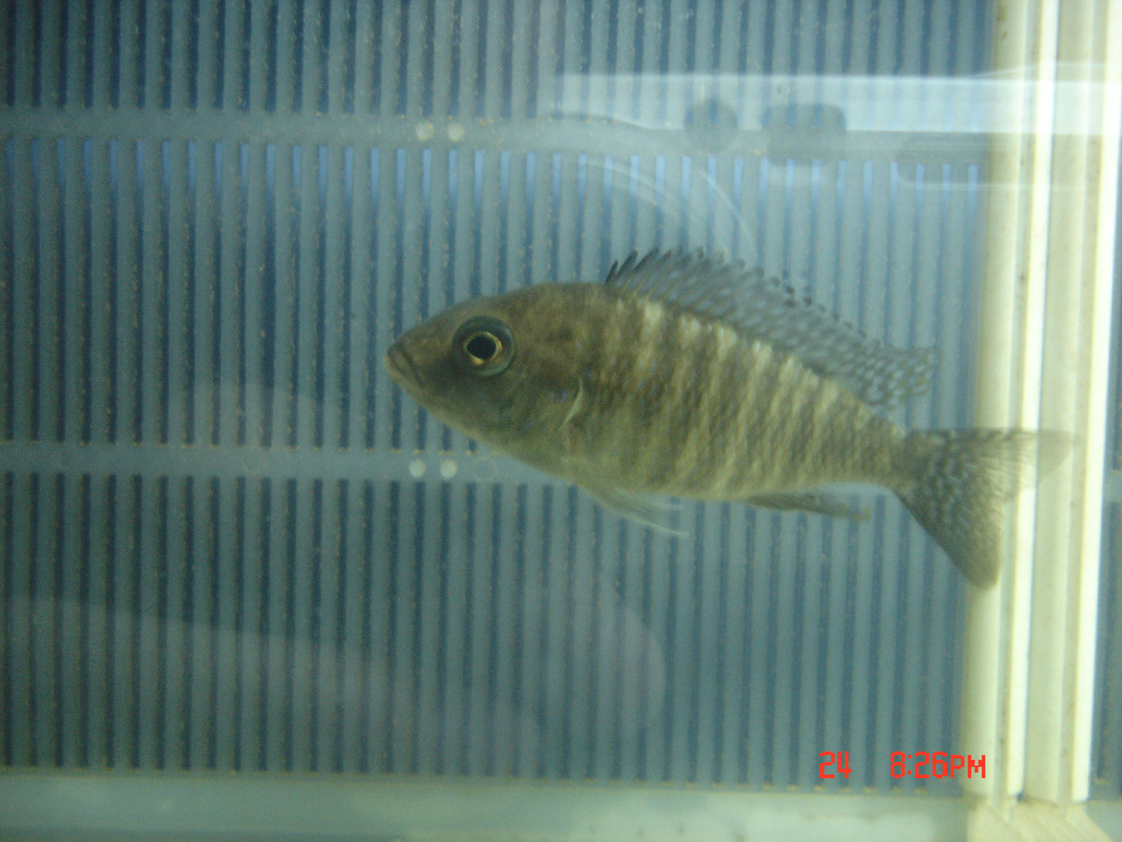  p>帝王艳红是慈鲷科孔雀鲷属动物. /p>