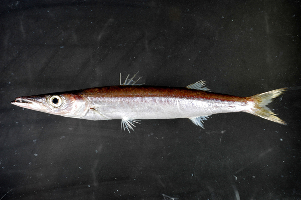 (bloch et schneider,1801), a href="#">金梭鱼科 /a>魣属的一种鱼类