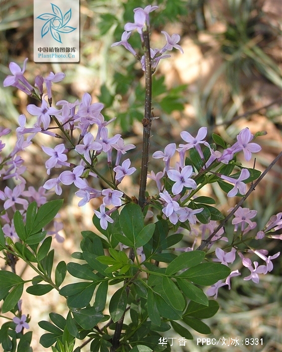  p>华丁香(学名: i>syringa protolaciniata /i> p. s.