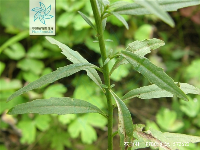  p>花旗杆(学名:dontostemon dentatus (bunge) lédeb.