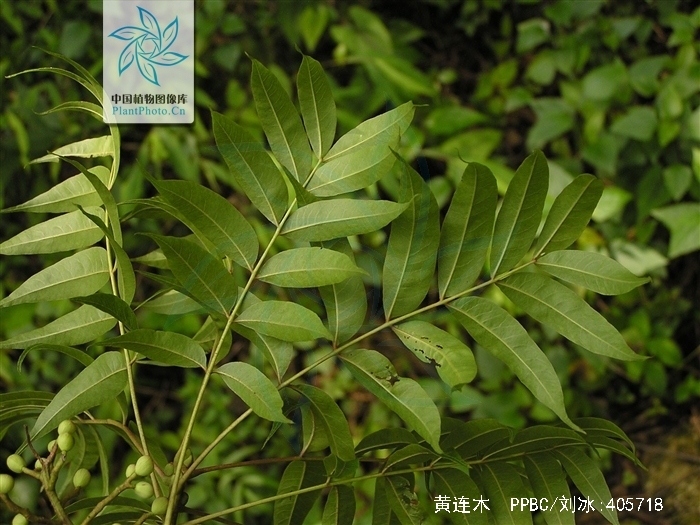  p>黄连木(学名: i>pistacia chinensis /i> bunge)是漆树科,黄连木属