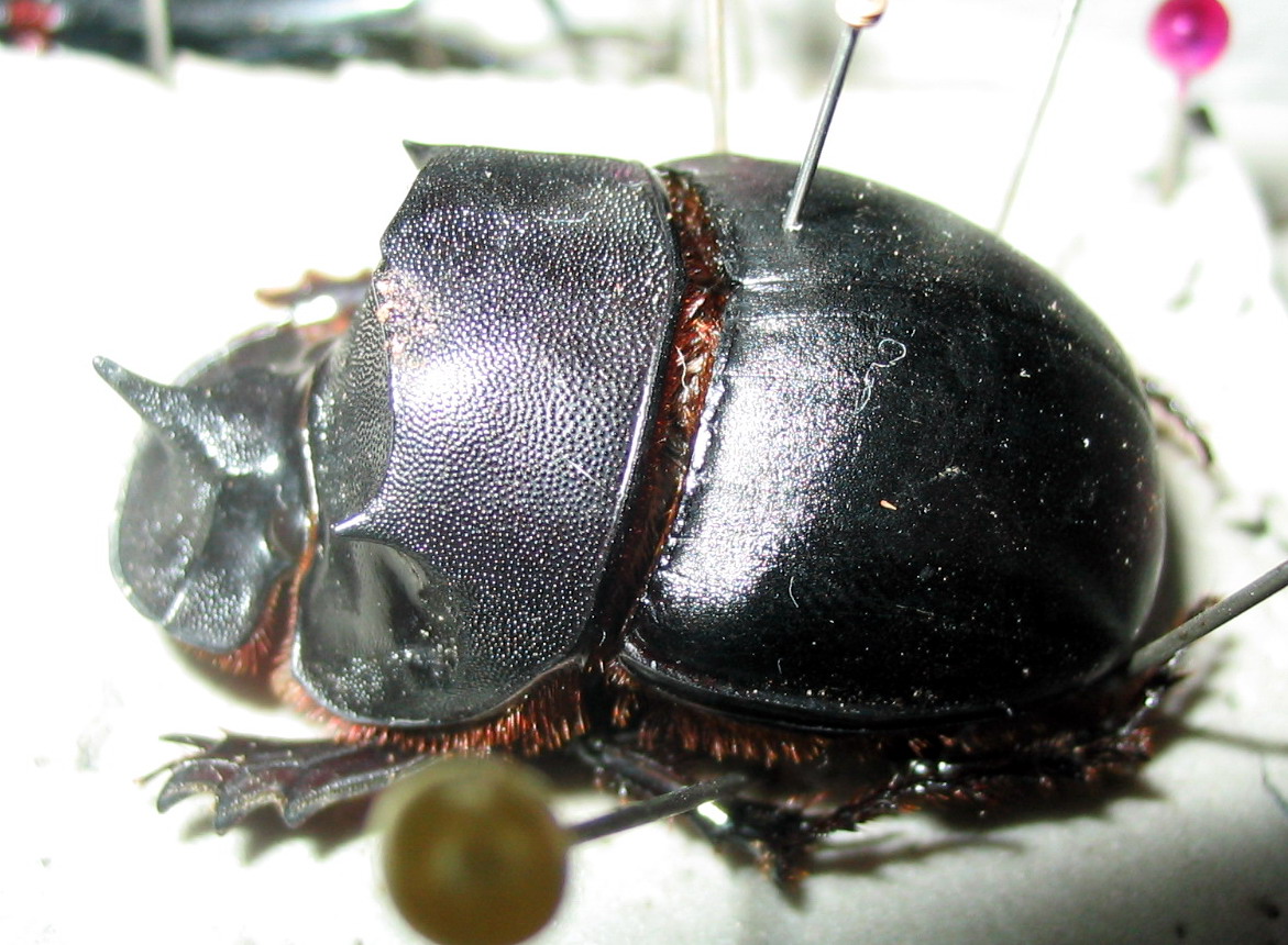 dung beetle