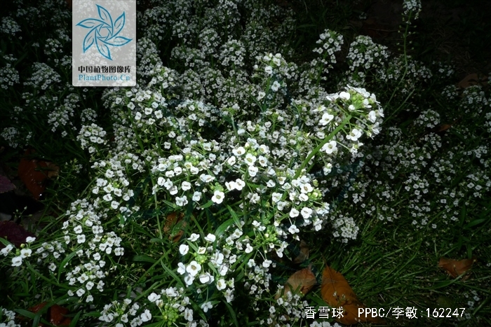  p>香雪球(学名: i>lobularia maritima /i> (linn.) desv.
