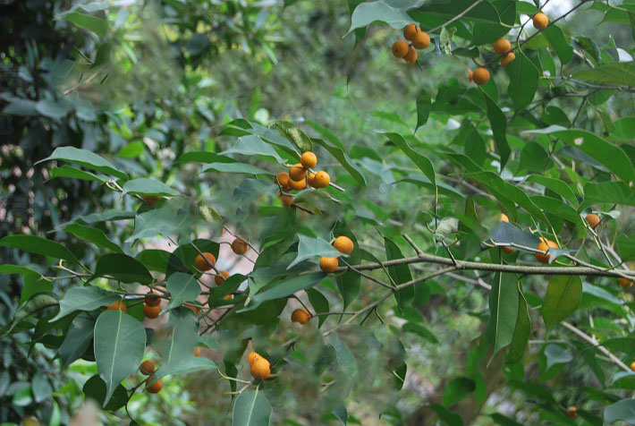  p>黄果榕(学名:ficus benguetensis merr.