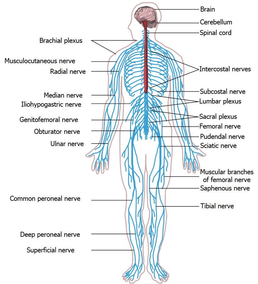  p>神经系统(nervous system)是机体内对生理功能活动的调节起 a>主导
