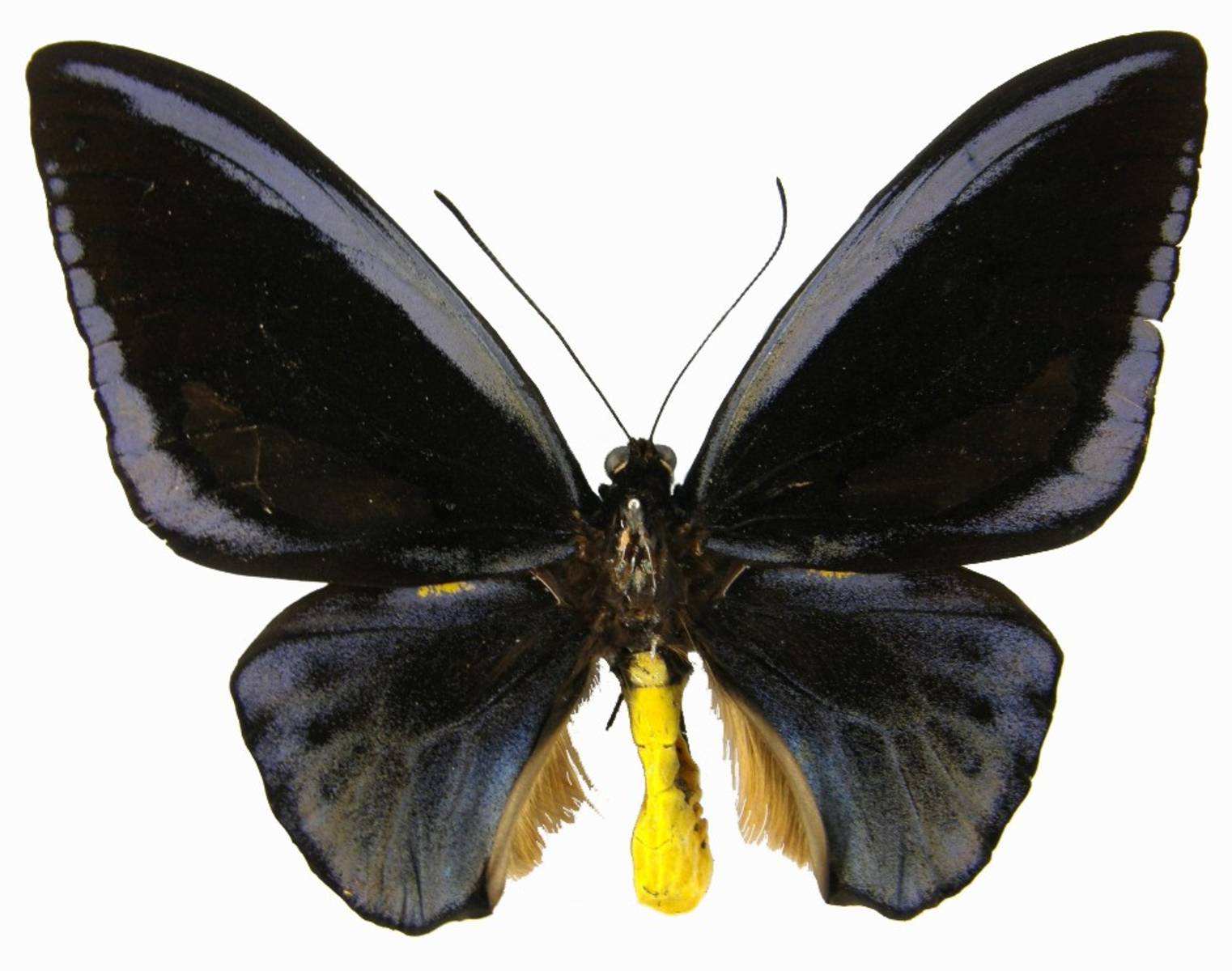 里士满鸟翼凤蝶