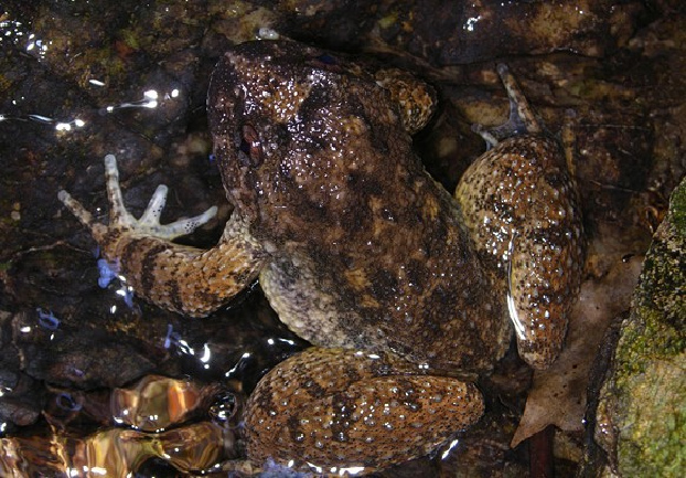  p>石蚌为蛙类之一种,生长在深山等沟的溪流石缝之中,体大如 a href="