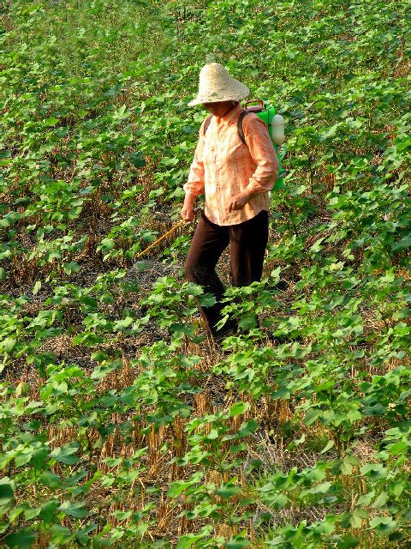 一年发生5代,主要种类有绿盲蝽蟓,三点盲蝽蟓,苜蓿盲蝽蟓等.