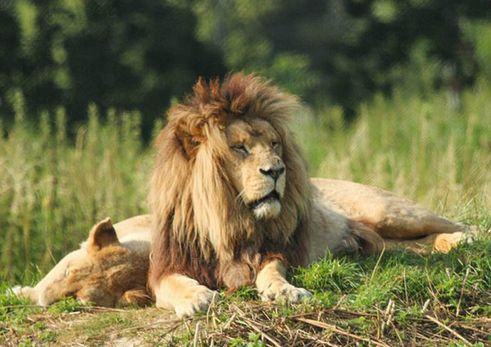  p>安哥拉狮即 a target="_blank" href="/item/加丹加狮/10497291"