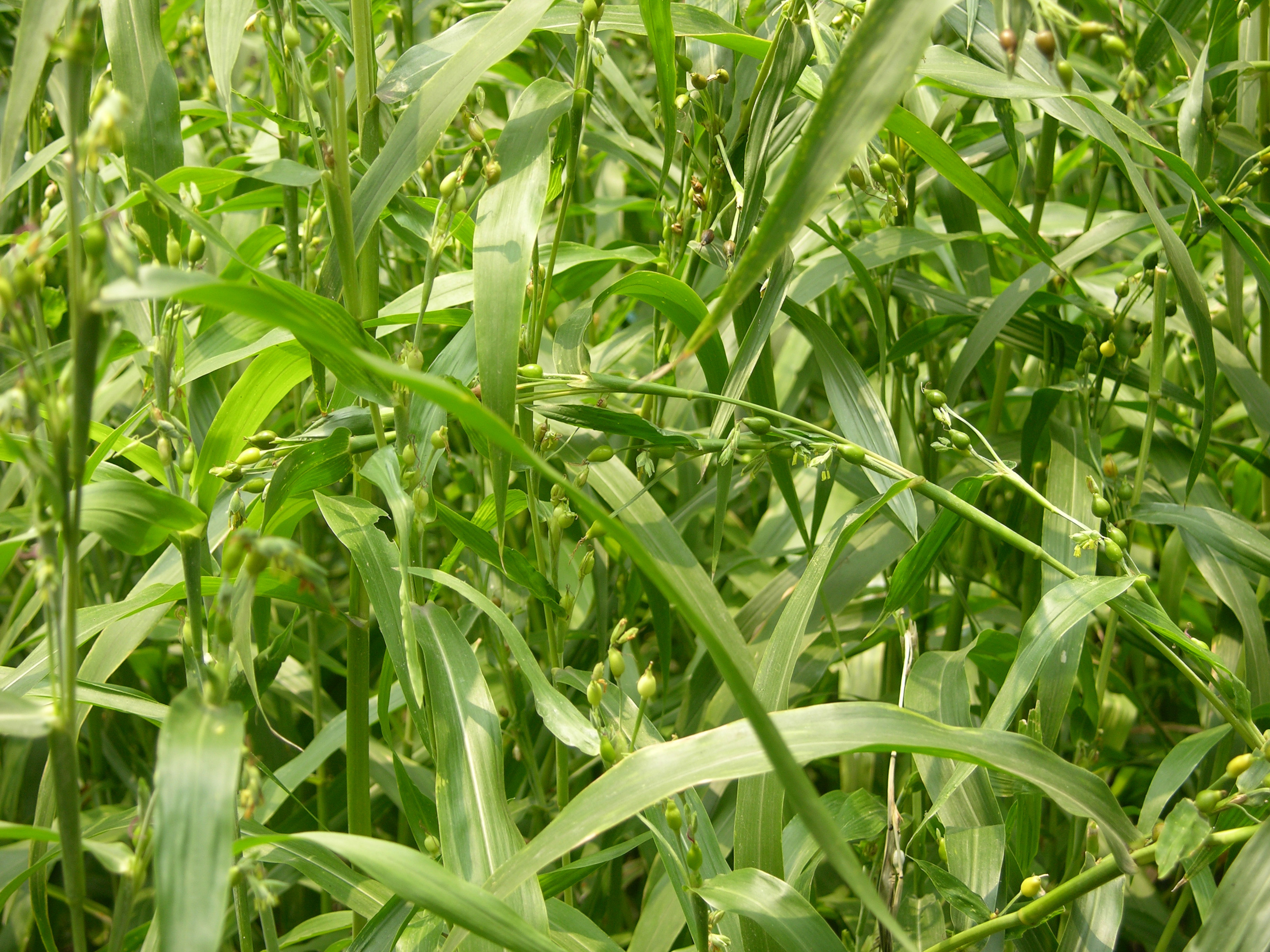 薏米产地-薏米产地不同效果差异 - 超度 - 法事资讯网