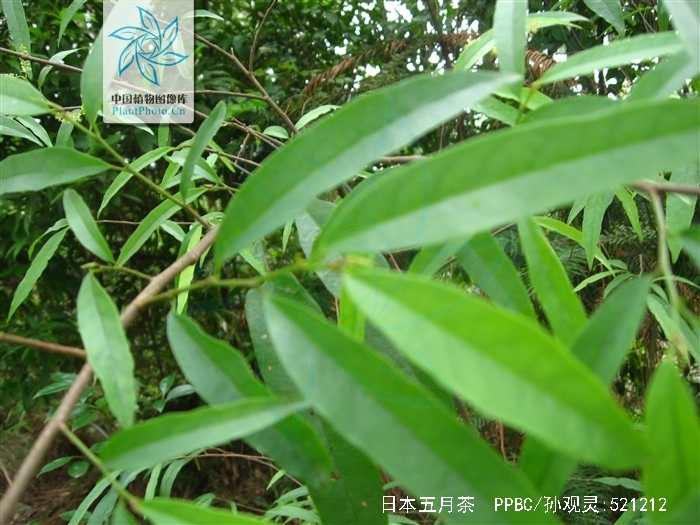 日本五月茶