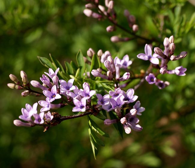  p>华丁香(学名: i>syringa protolaciniata /i> p. s.