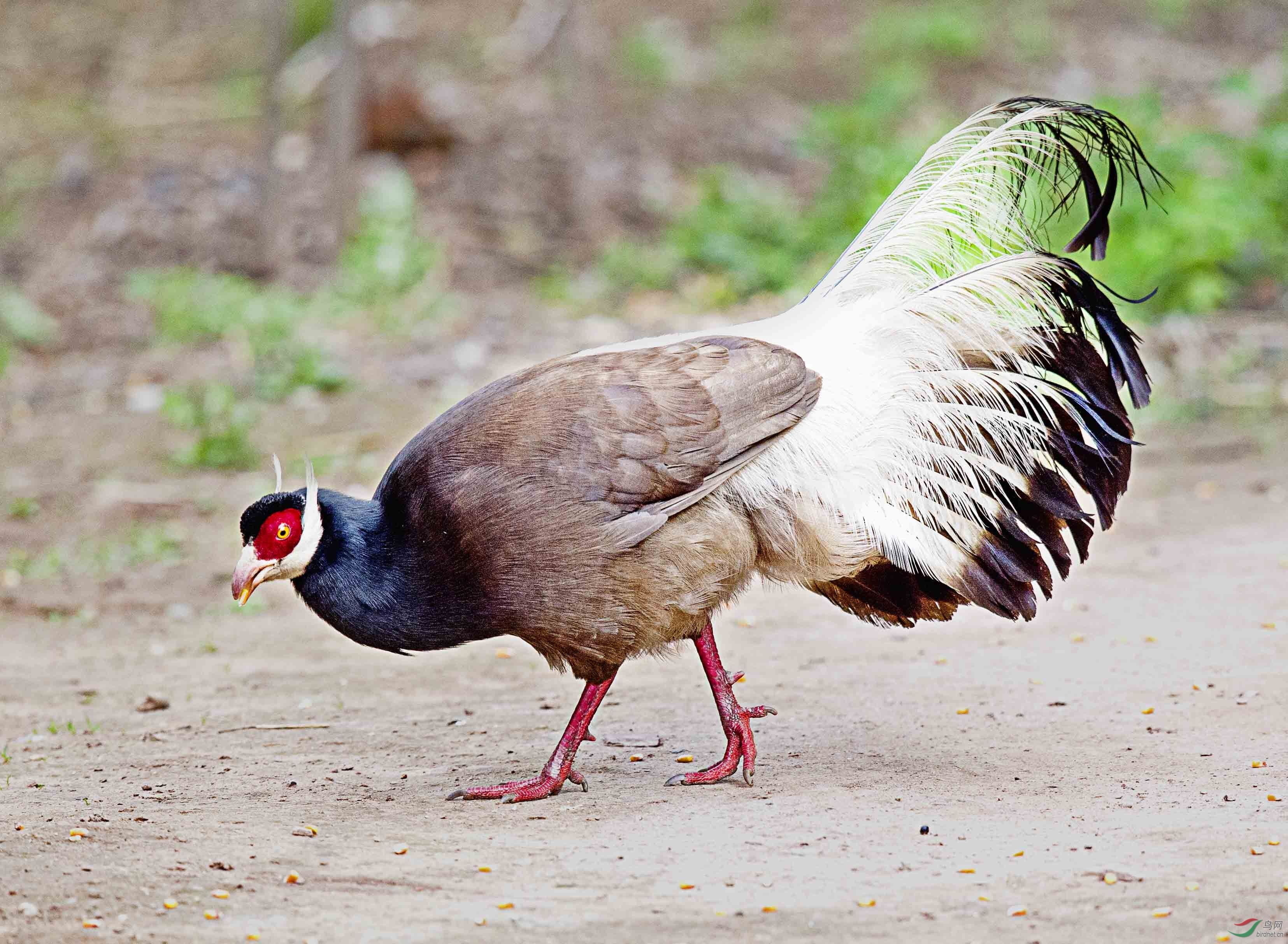  p>马鸡属(crossoptilon) a href="#">鸡形目 /a> a href="#">雉科 /a