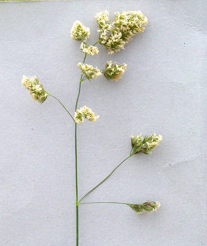  p> a href="#" data-lemmaid="4395311">喜马拉雅鸭茅 /a>,产西藏