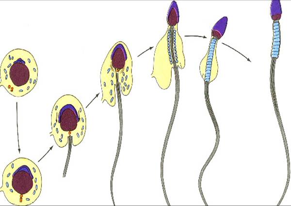 data-lemmaid="8508920">精子成活率 /a>减少,死精子超过40%者,本病为