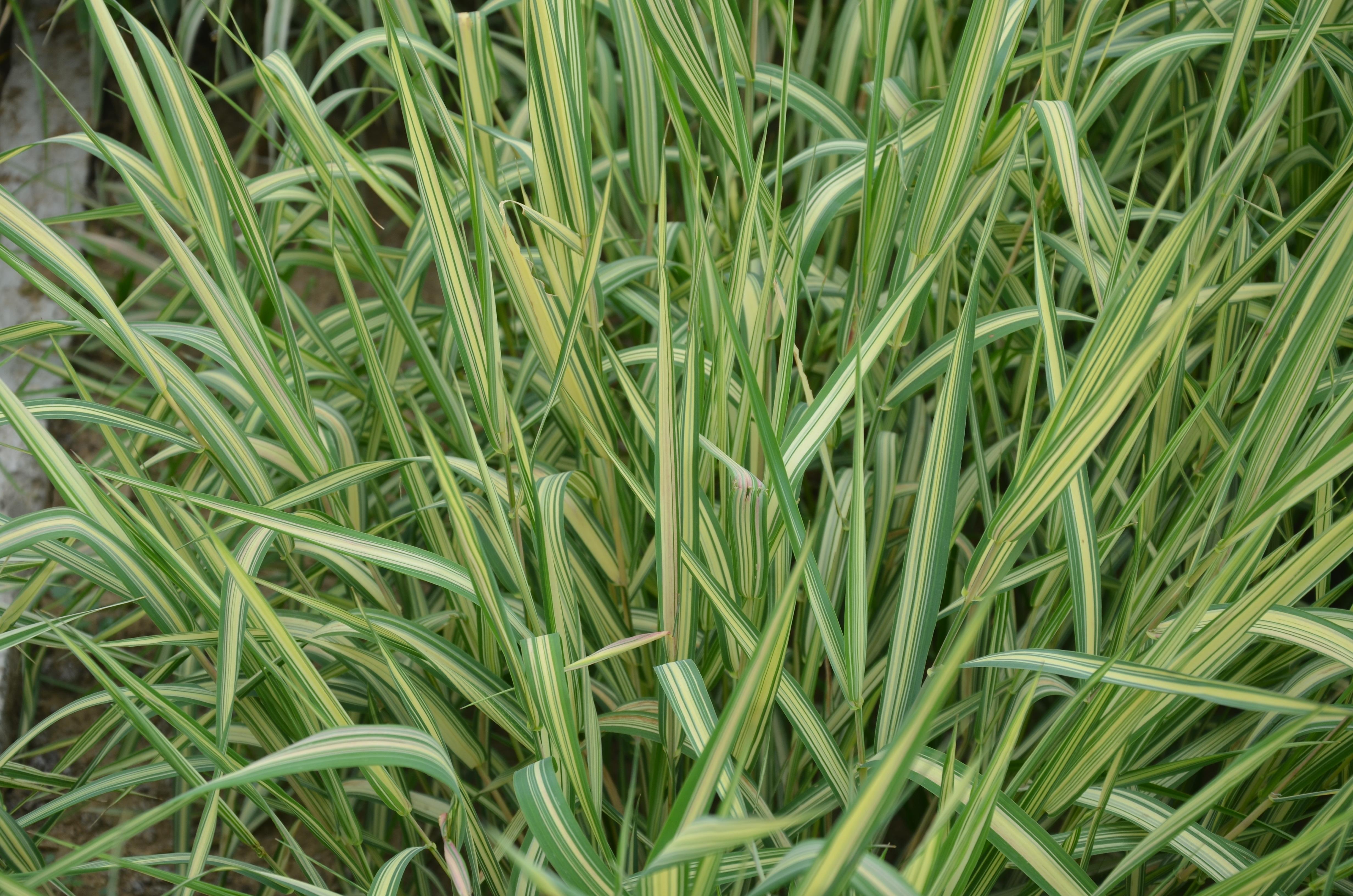 var. picta l.)是虉草变种.