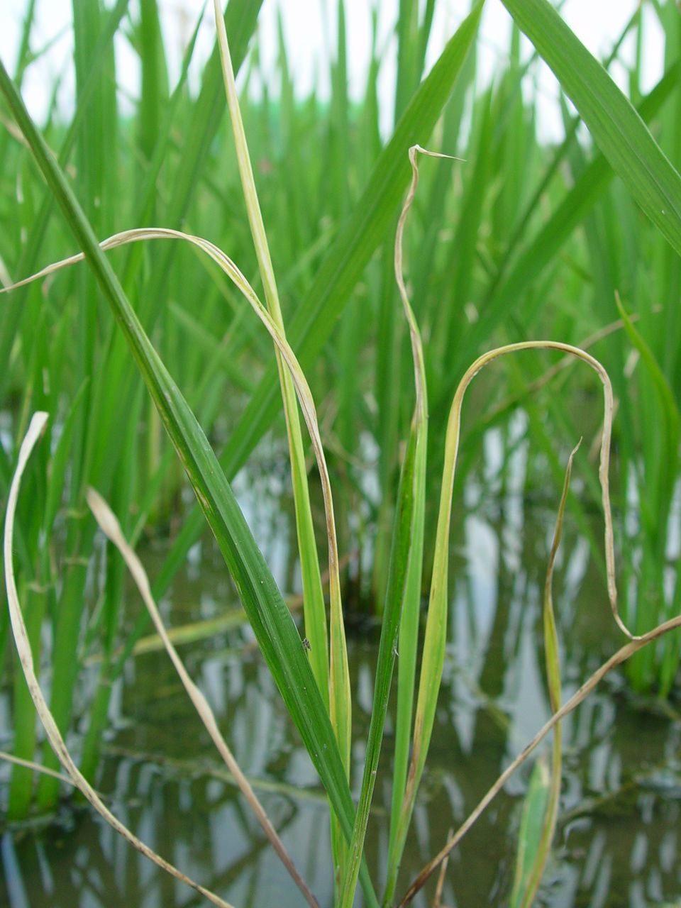 水稻东格鲁病毒病