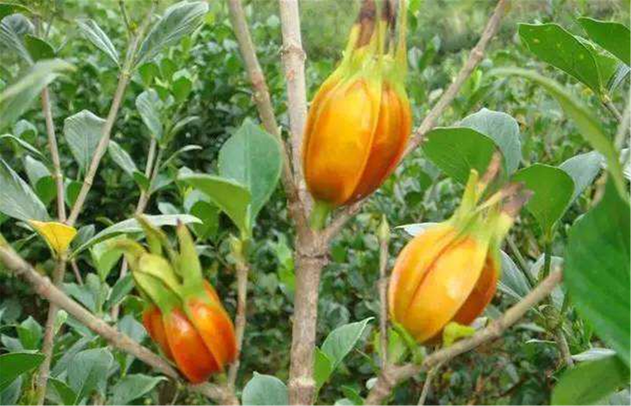 黄栀子 黄栀子泡水的功效与作用