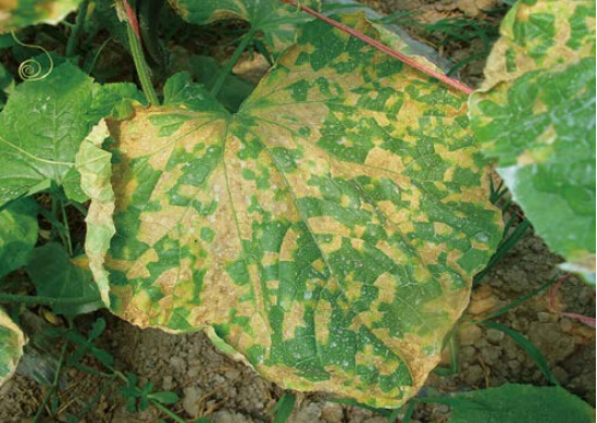黄瓜霉霜病