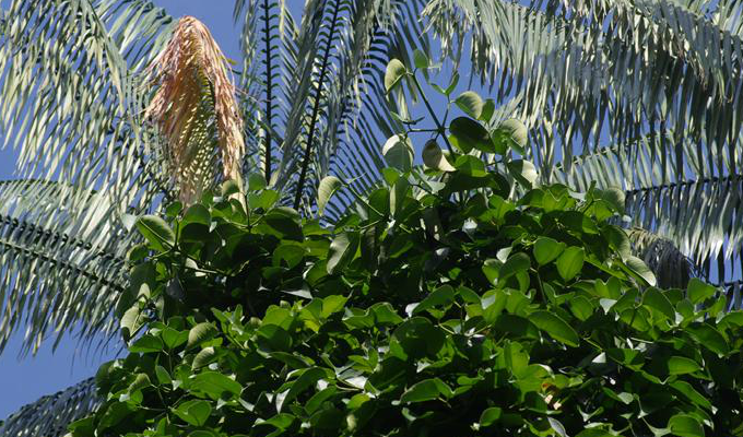  p>藤黄属(学名:garcinia linn.)乔木或灌木,通常具黄色树脂.