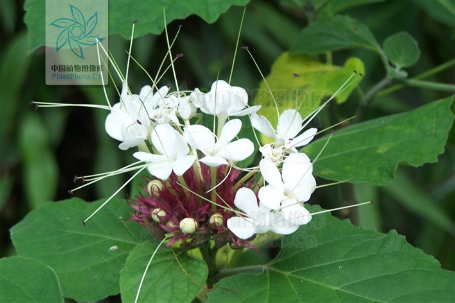  p data-id="tzamtllimhqb">臭茉莉唇是形科大青属 a target="_blank"