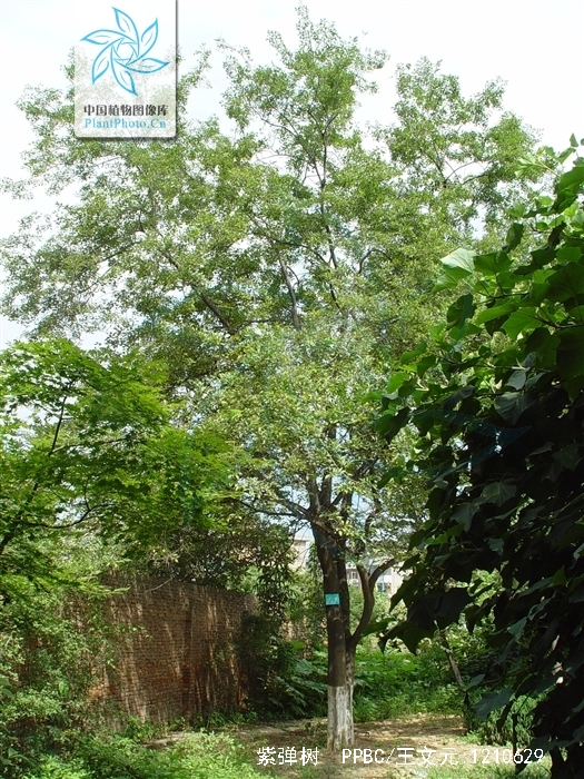  p>紫弹树,中药名.