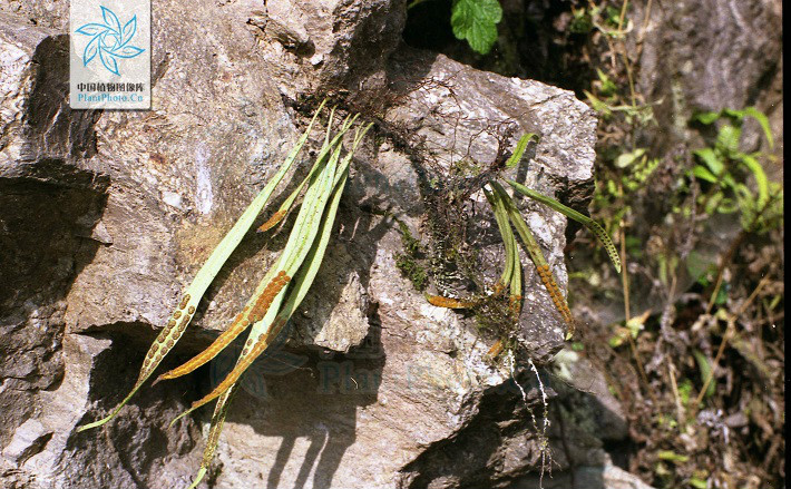  p> b>扭瓦韦 /b>(学名: i> b>lepisorus contortus /b> /i>)为水龙