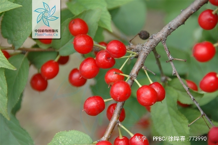  p data-id="gnbugx4bov">郁李,别名爵梅,秧李,拉丁文名:cerasus