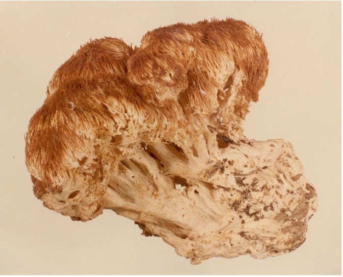  p>珊瑚状猴头菌,hericium coralloides (scop. : fr.) pers.