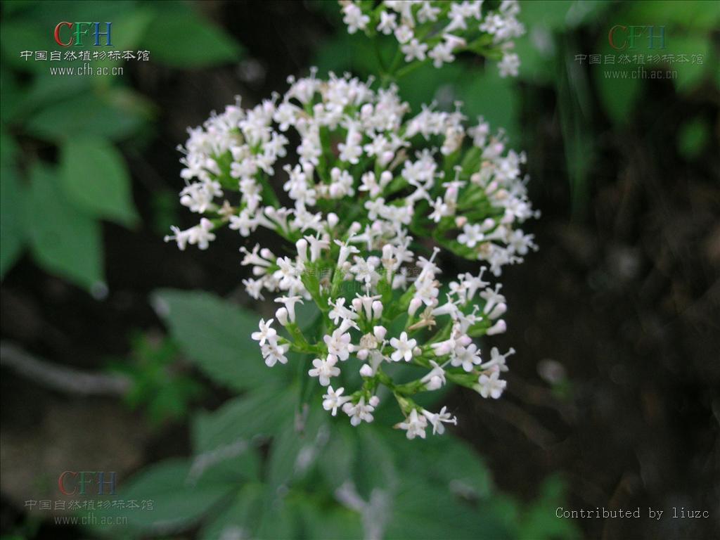 valeriana