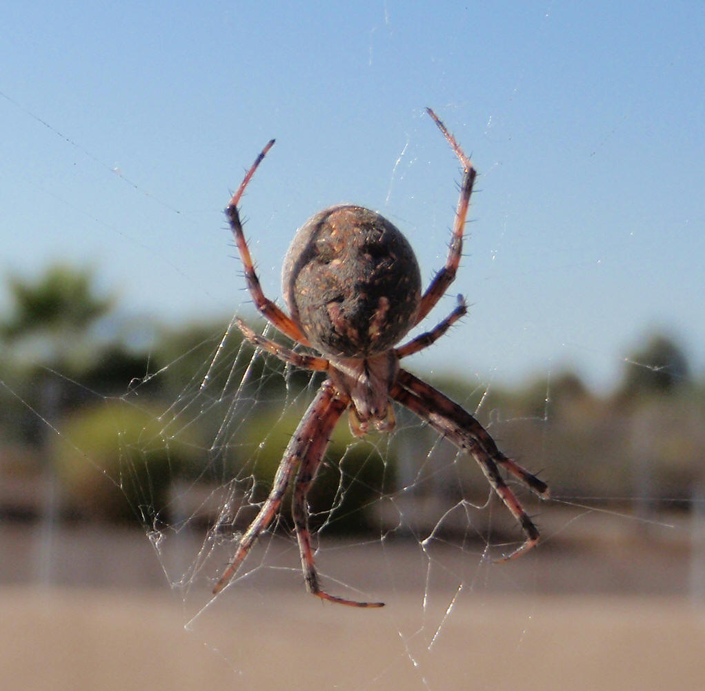 漏斗形蜘蛛