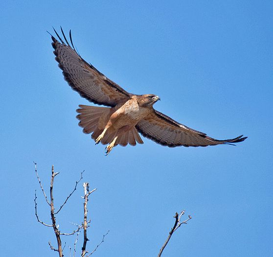  p>红尾鵟墨西哥北部亚种(学名: i>buteo jamaicensis fuertesi /i>)