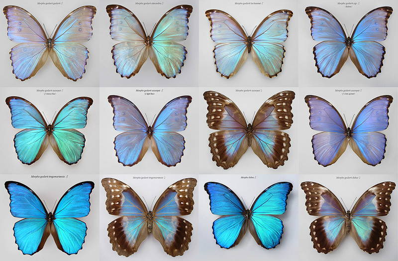  p>晶闪蝶是一种鳞翅目,蛱蝶科,闪蝶属的一种蝴蝶.